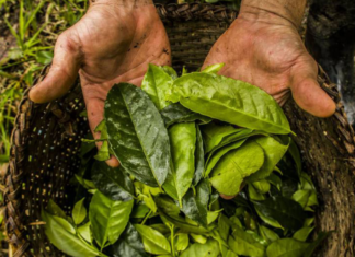 La exportación de guayusa se cuatriplica en Ecuador