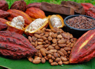 Sector del cacao implementa alianzas para fortalecerse en Centroamérica