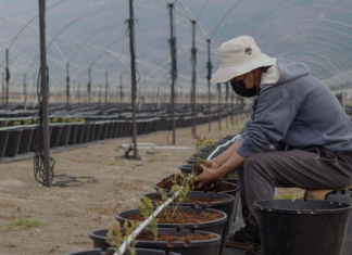 Perú generó cuatro veces más ingresos que Chile en exportaciones de arándanos el 2024