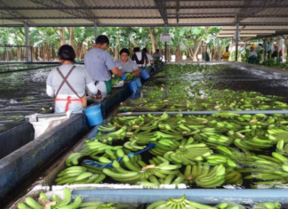 Se realizará la decimonovena Convención Internacional del Banano