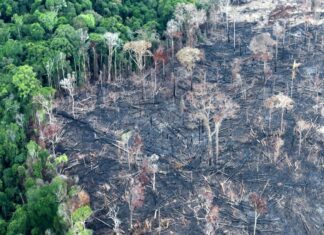 Centroamérica, un ejemplo de lucha contra la deforestación
