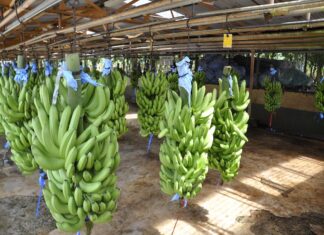 Guatemala se transforma en el principal exportador de banano