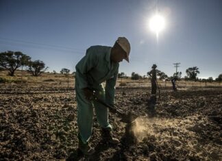 Sequía amenaza fuertemente la agricultura y comercio hondureño