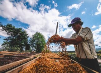 China podría recuperar al sector cafetalero de El Salvador
