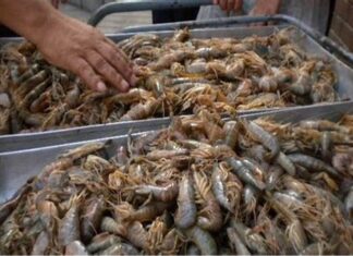 Panamá: Exportadores envían 37.4 toneladas de camarón a China