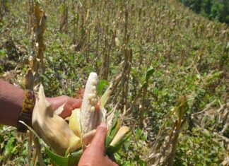 El Niño impacta la producción agrícola salvadoreña