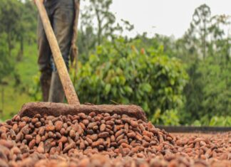 Centroamericanos aumentan productividad con cultivo sostenible de cacao