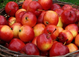 Centroamérica: Buscan reducir el desperdicio de alimentos