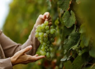 La logística aérea impulsa la industria frutícola chilena