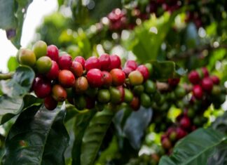 Amazon, alternativa de exportación del café dominicano