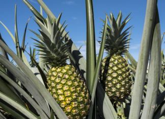 Exportaciones de piña en Costa Rica buscan llegar a Medio Oriente