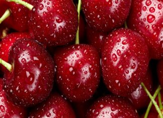 El riguroso proceso de transporte y envío para las cerezas