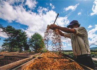 El Salvador: Exportación de café crece en primeros meses de cosecha