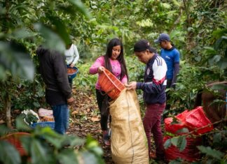 FAO profundiza su cooperación con Guatemala