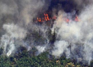 Nuevas tecnologías para predecir incendios en la Amazonía