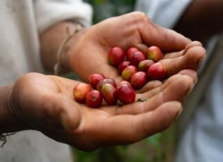 Costa Rica y Colombia promueven la producción de café sostenible