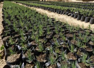 Centroamérica invierte en corredor seco y zonas áridas