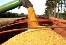El Niño amenaza con profundizar la inseguridad alimentaria regional